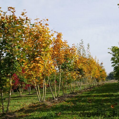 Javor mliečny ‘Maculatum‘, na kmienku výška 220/250 cm, v črepníku 10l Acer platanoides ‘Maculatum‘