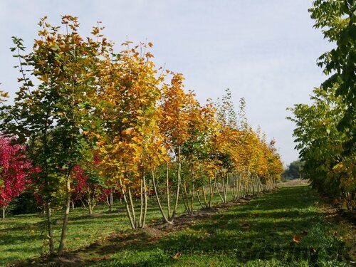 Javor mliečny ‘Maculatum‘, na kmienku výška 220/250 cm, v črepníku 10l Acer platanoides ‘Maculatum‘