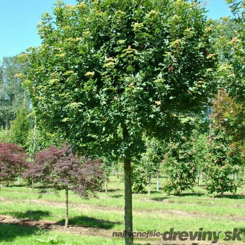 Javor poľný, výška 150/200 cm, v črepníku Acer campestre