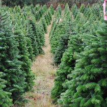 Jedľa nordmannova (tzv. kaukazská) 180/200 cm Premium Abies nordmanniana