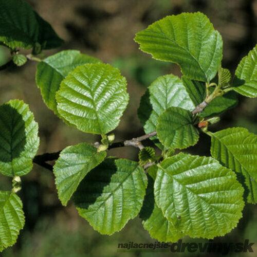 Jelša lepkavá 250+ cm, obvod 8/10 cm, v črepníku Alnus glutinosa