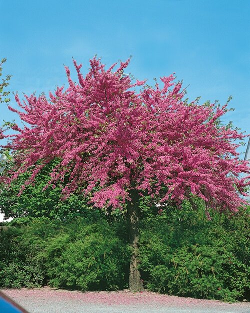 Judášovec kanadský Avondale, výška 130/150 cm, v črepníku Cercis canadensis