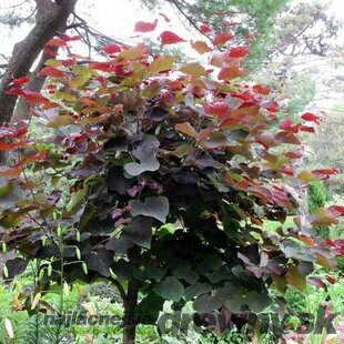 Judášovec kanadský Forest Pansy, výška 180/200 cm, v črepníku Cercis canadiensis Forest Pansy