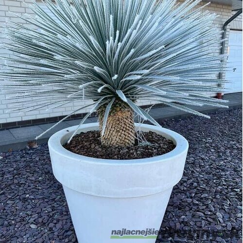 Juka rostrata, na kmienku 45/55 cm, v črepníku Yucca rostrata