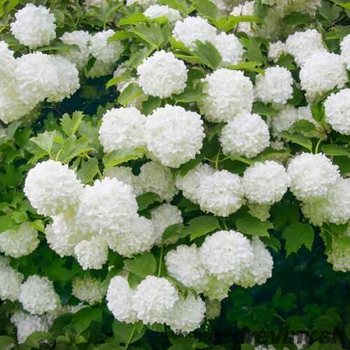 Kalina Eskimo 40/60 cm, v črepníku Viburnum opulus ‘Eskimo‘