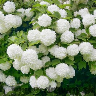 Kalina Eskimo 40/60 cm, v črepníku Viburnum opulus ‘Eskimo‘