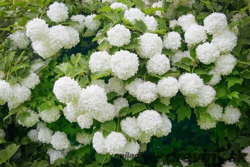 Kalina Eskimo 40/60 cm, v črepníku Viburnum opulus ‘Eskimo‘