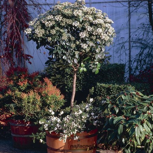 Kalina obyčajná na kmienku 100/120 cm, v črepníku Viburnum opulus Compactum