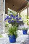 Kalokvet africký-agapant BLUE v črepníku 5l Agapanthus Blue