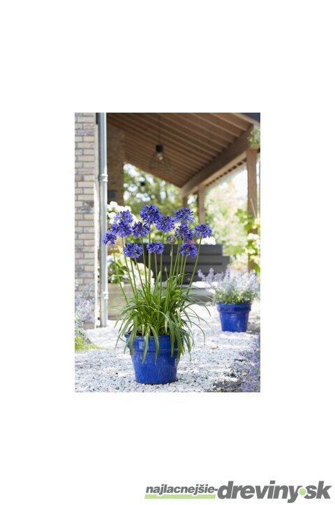 Kalokvet africký-agapant BLUE v črepníku 5l Agapanthus Blue