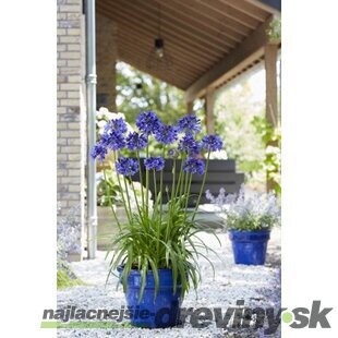 Kalokvet africký-agapant BLUE v črepníku 5l Agapanthus Blue