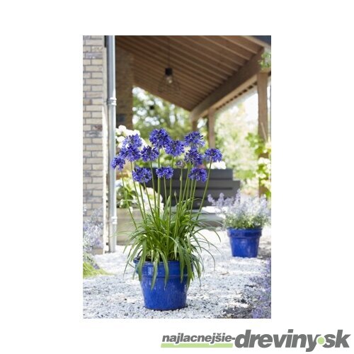 Kalokvet africký-agapant BLUE v črepníku 5l Agapanthus Blue