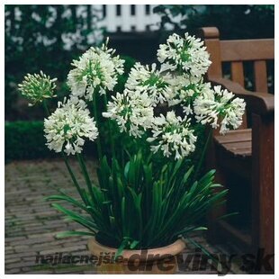 Kalokvet africký-agapant WHITE v črepníku 5l Agapanthus White