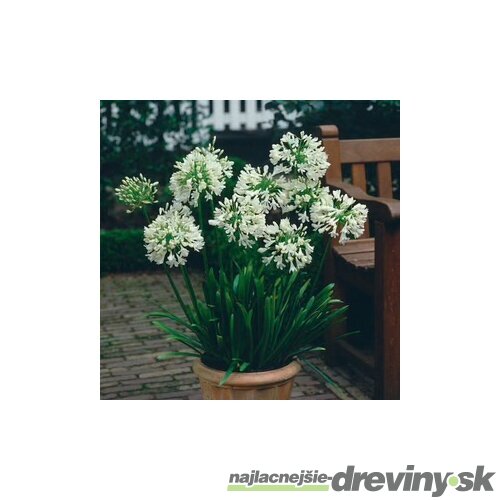 Kalokvet africký-agapant WHITE v črepníku 5l Agapanthus White