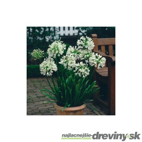 Kalokvet africký-agapant WHITE v črepníku 5l Agapanthus White