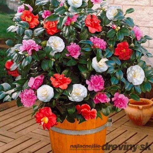 Kamélia japonská mix farieb 80/120 v črepníku 15l Camellia Japonica