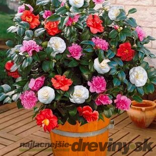 Kamélia japonská mix farieb 80/120 v črepníku 15l Camellia Japonica