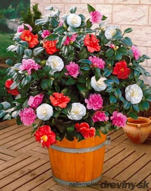 Kamélia japonská mix farieb 80/120 v črepníku 15l Camellia Japonica