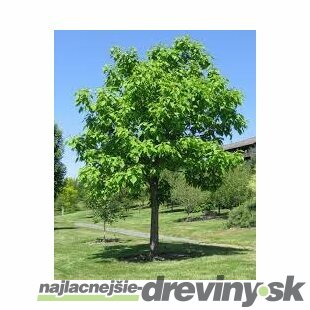 Katalpa bignóniovitá 160/180 cm, v črepníku Catalpa Bignonioides