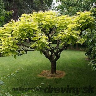 Katalpa bignóniovitá Aurea, výška kmienku 120/140 cm, celková výška 180/200 cm, v črepníku Catalpa bignonioides Aurea