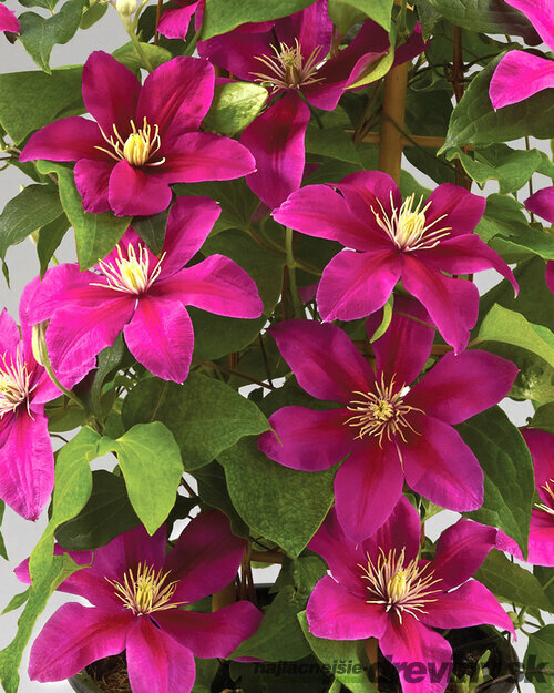 Klematis BOULEVARD ACROPOLIS ‘Evipo078‘, výška 40/+ cm, v črepníku Clematis BOULEVARD ACROPOLIS ‘Evipo078‘