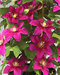 Klematis BOULEVARD ACROPOLIS ‘Evipo078‘, výška 40/+ cm, v črepníku Clematis BOULEVARD ACROPOLIS ‘Evipo078‘