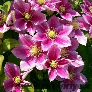 Klematis-plamienok veľkokvetý Piilu, 40/60 cm, v črepníku Clematis Piilu