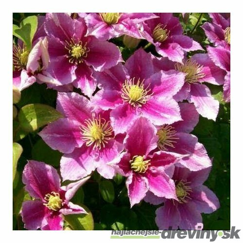 Klematis-plamienok veľkokvetý Piilu, 40/60 cm, v črepníku Clematis Piilu