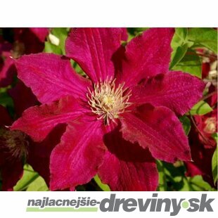 Klematis - plamienok veľkokvetý SOLIDARNOSC 40/60 cm, v črepníku 2l Clematis SOLIDARNOSC