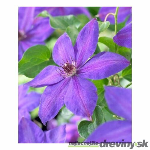 Klematis-plamienok veľkokvetý Xerxes 40/60 cm , v črepníku 2l Clematis Xerxes