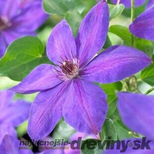 Klematis-plamienok veľkokvetý Xerxes 40/60 cm , v črepníku 2l Clematis Xerxes