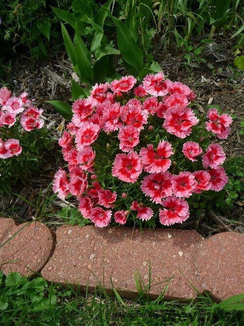 Klinček jahodový koláčik, v črepníku Dianthus barb. Super Parfait Strawberry