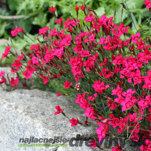 Klinček slzičkový Briliant, výška 10/15 cm, v črepníku P9 Dianthus ‘Brilliant‘