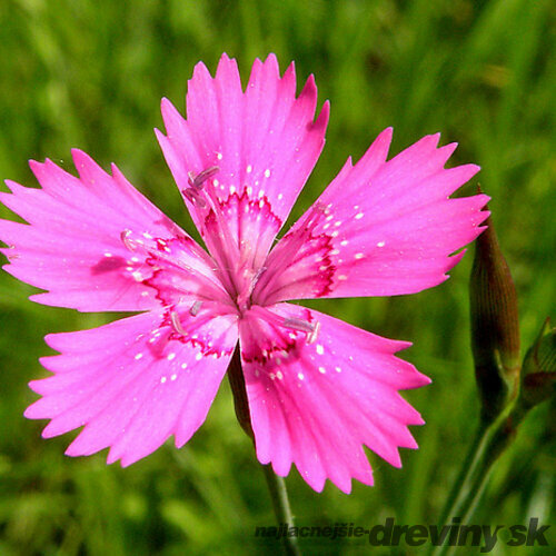 Klinček slzičkový, v črepníku P9 Dianthus deltoides