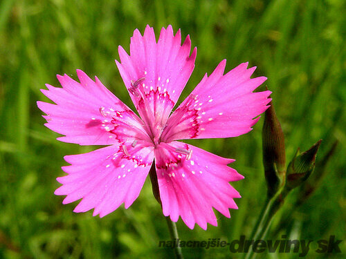 Klinček slzičkový, v črepníku P9 Dianthus deltoides