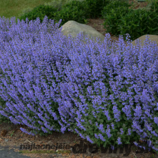 Kocúrnik záhradný Purssian Blue (špecialitka), v črepníku Nepeta x faassenii Purssian Blue