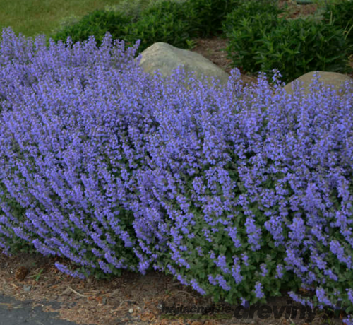 Kocúrnik záhradný Purssian Blue (špecialitka), v črepníku Nepeta x faassenii Purssian Blue