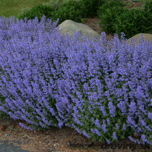 Kocúrnik záhradný Purssian Blue (špecialitka), v črepníku Nepeta x faassenii Purssian Blue