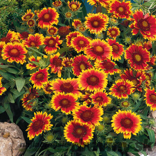 Kokarda “Arizona Sun”, výška 10/15 cm, v črepníku Gaillardia grandiflora