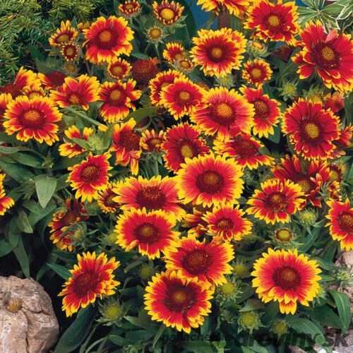 Kokarda “Arizona Sun”, výška 20/+ cm, v črepníku 2l Gaillardia grandiflora