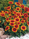 Kokarda “Arizona Sun”, výška 20/+ cm, v črepníku 2l Gaillardia grandiflora