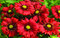 Kokarda “Mesa Red“, výška 10/15 cm, v črepníku Gaillardia grandiflora