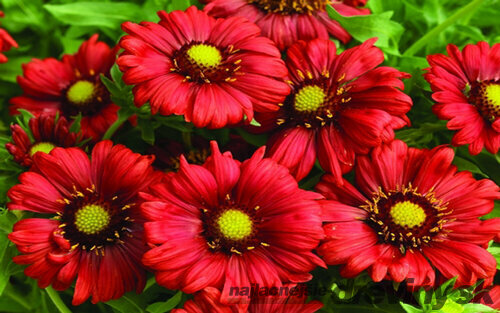 Kokarda “Mesa Red“, výška 10/15 cm, v črepníku Gaillardia grandiflora