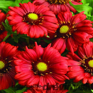 Kokarda “Mesa Red“, výška 10/15 cm, v črepníku Gaillardia grandiflora