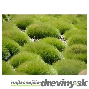 Kostrava medvedia, výška 15/20 cm, v črepníku 1.5l Festuca gautieri