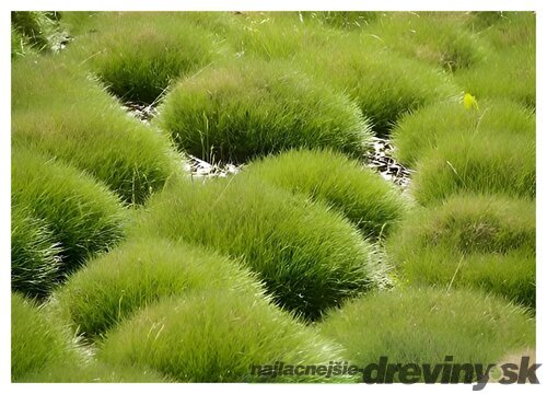 Kostrava medvedia, výška 15/20 cm, v črepníku 1.5l Festuca gautieri