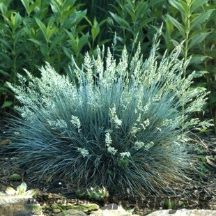 Kostrava sivá Elijah Blue 15/25 cm , v črepníku Festuca glauca