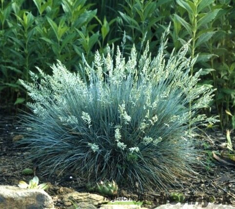 Kostrava sivá Elijah Blue 15/25 cm , v črepníku Festuca glauca