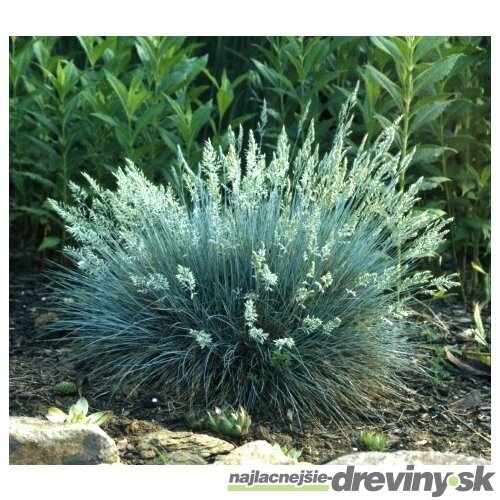 Kostrava sivá Elijah Blue 15/25 cm , v črepníku Festuca glauca