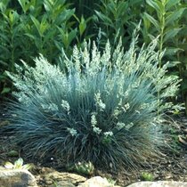 Kostrava sivá Elijah Blue 15/25 cm , v črepníku Festuca glauca